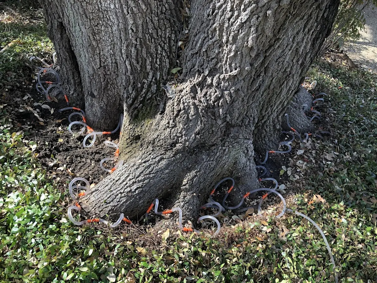 Detailed Tree Cabling and Bracing job site in Tuscarawas