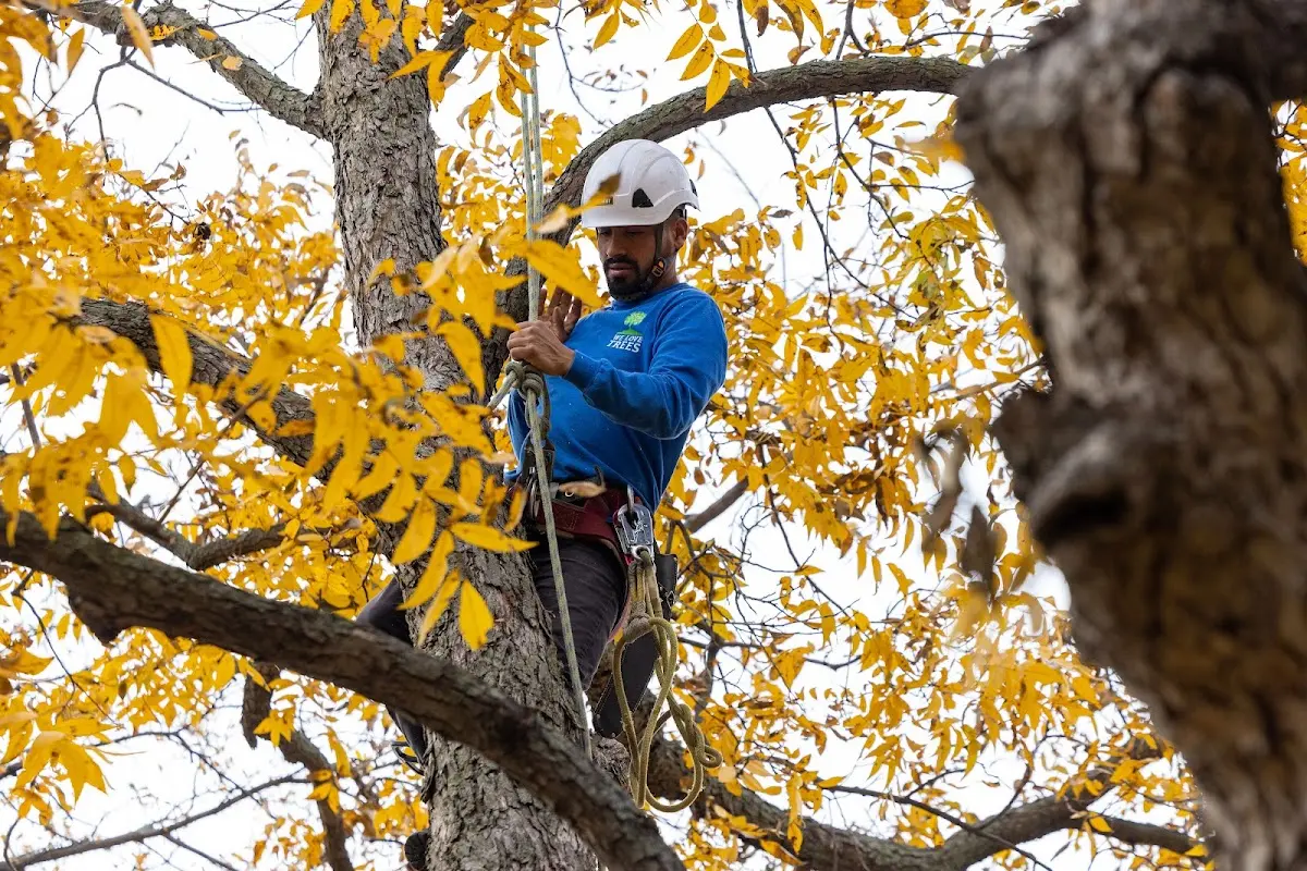 Skilled Tree Transplanting crew working in Tuscarawas