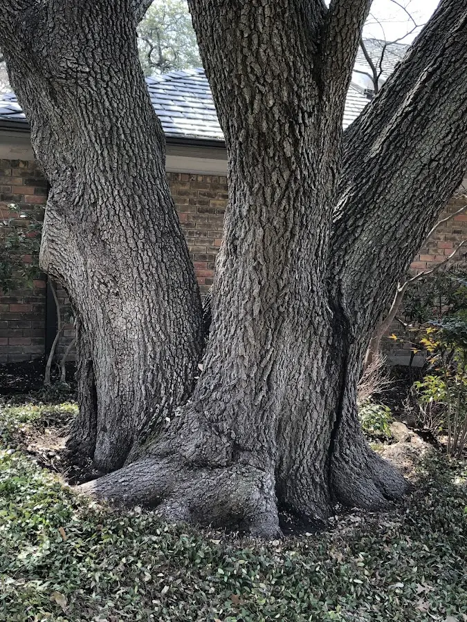 Mature heritage tree close to a Tuscarawas property cared for by certified arborists